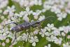Rhagium mordax